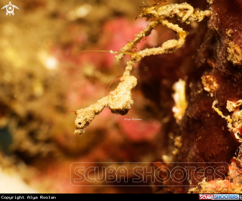 A Lembeh Pygmy Pipedragon