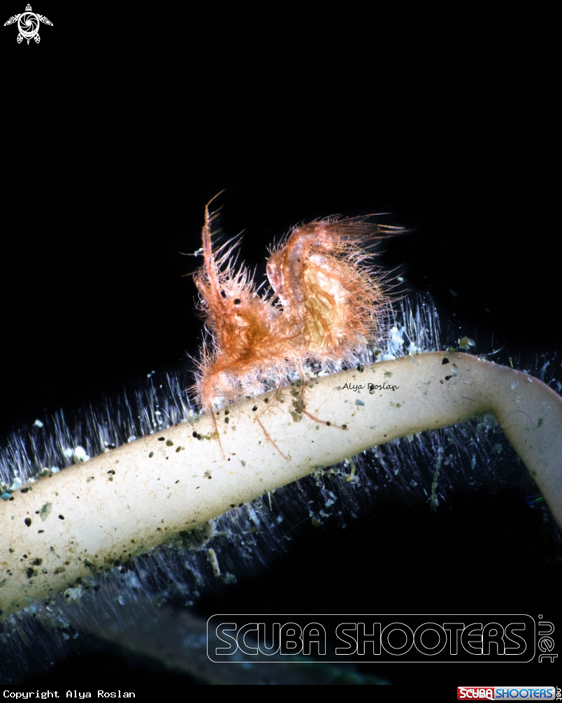 A Hairy Shrimp