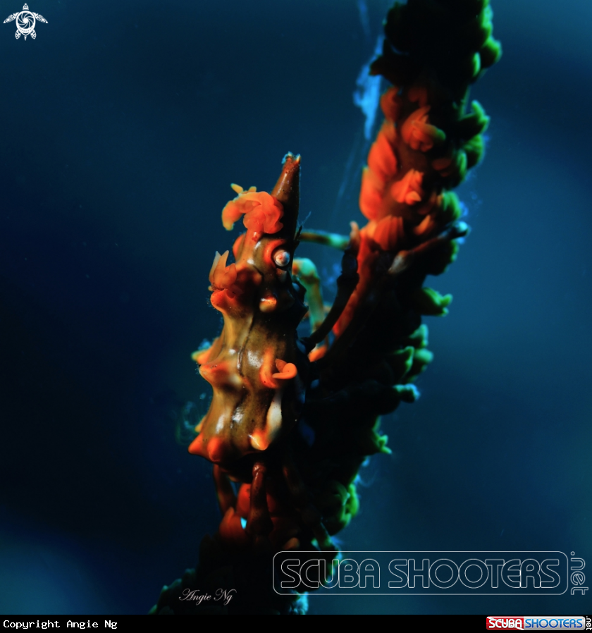 A Crab (I think)