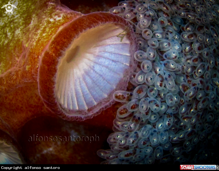 A octopus and eggs