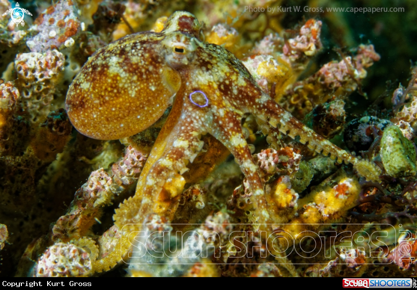 A Octopus Mototi