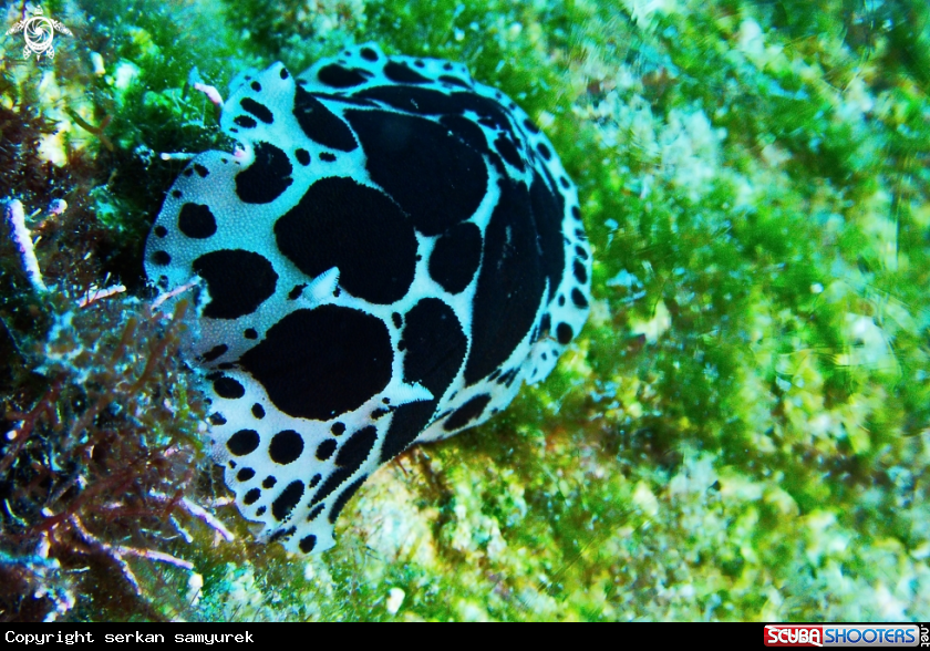 A Nudibranchs