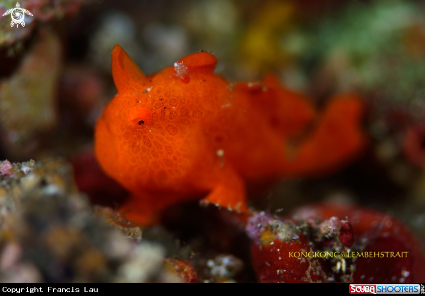 A Frogfish