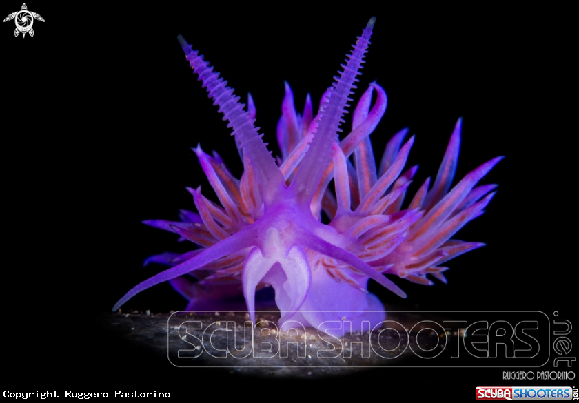 A Nudibranch