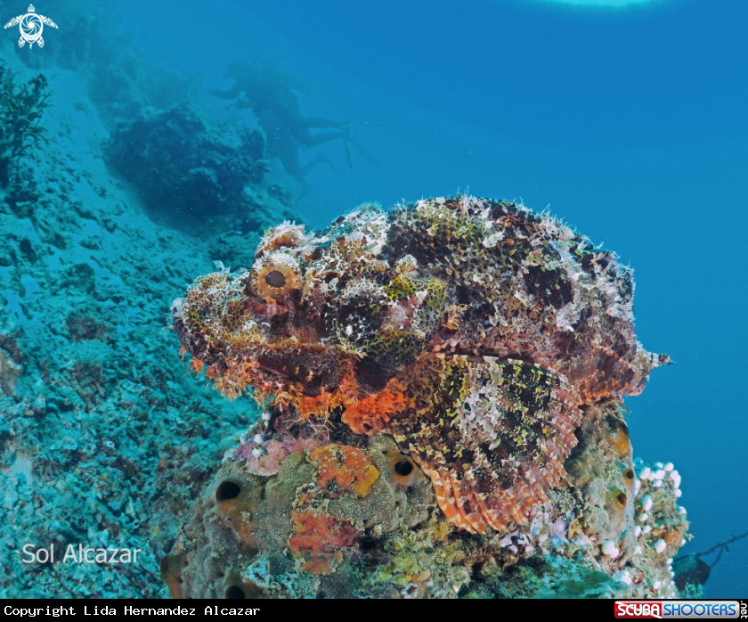 A scorpionfish
