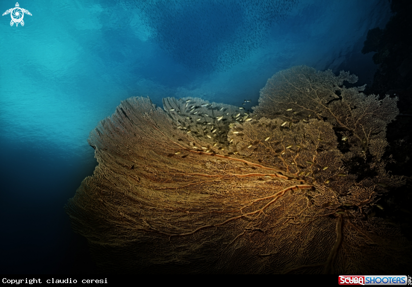 A The Alcyonacea, or soft corals