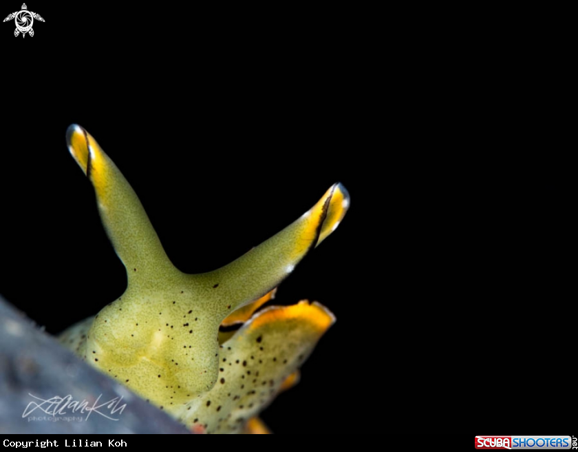 A Sea slug