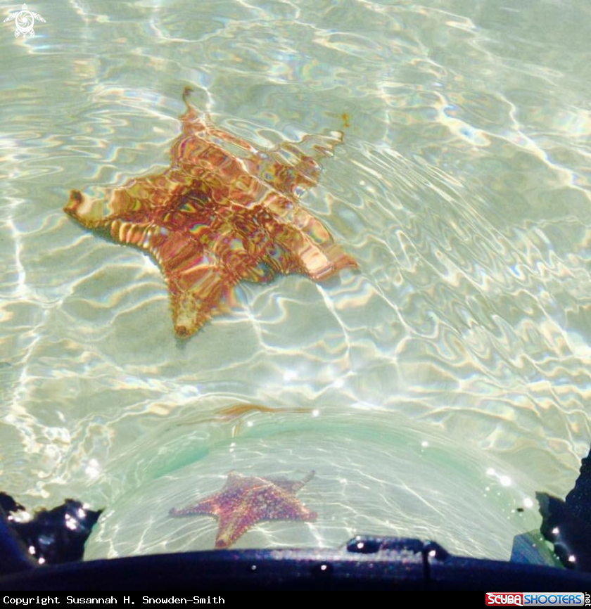 A Starfish