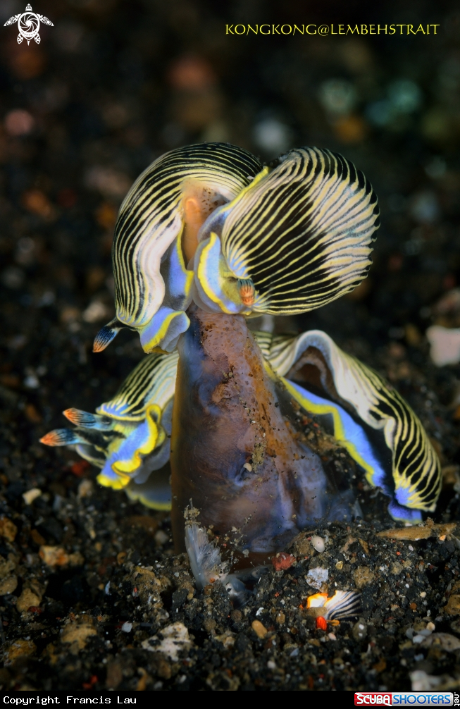 A Nudibranch
