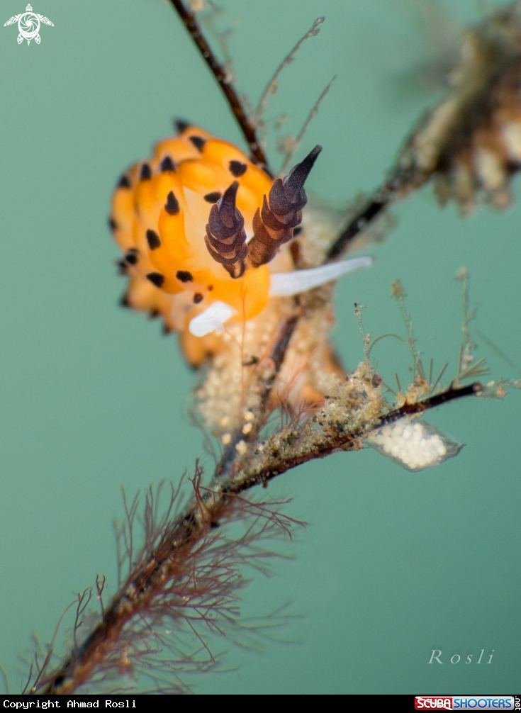A Favorinus Tsuruganus Nudibranch