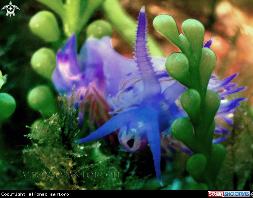 A flabellina