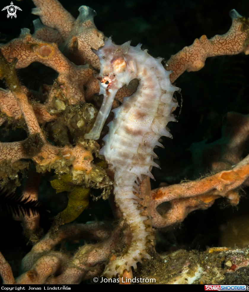A Thorny Seahorse