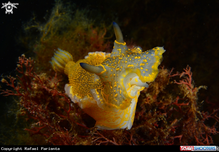 A Nudi 