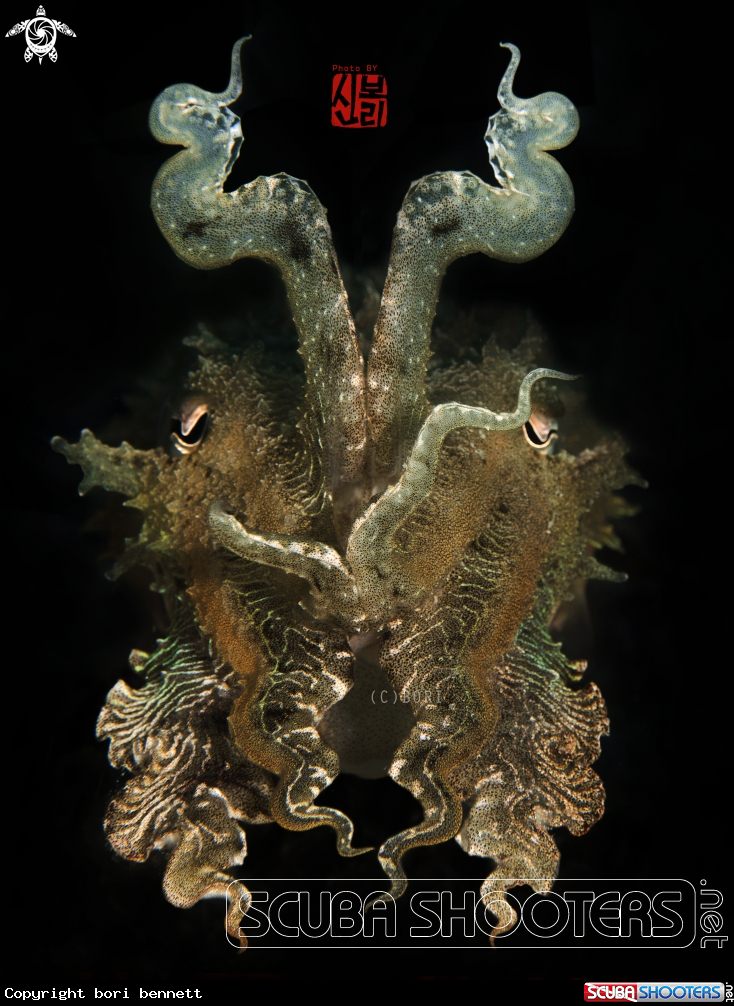 A Cuttlefish
