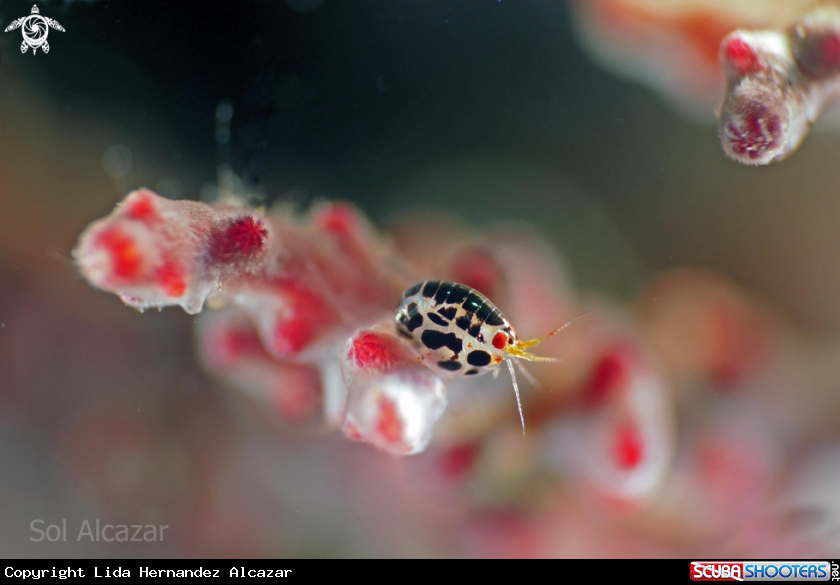 A Lady bug