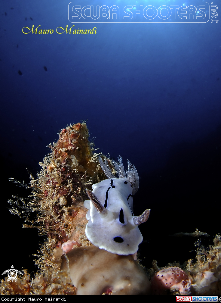 A Nudibranch