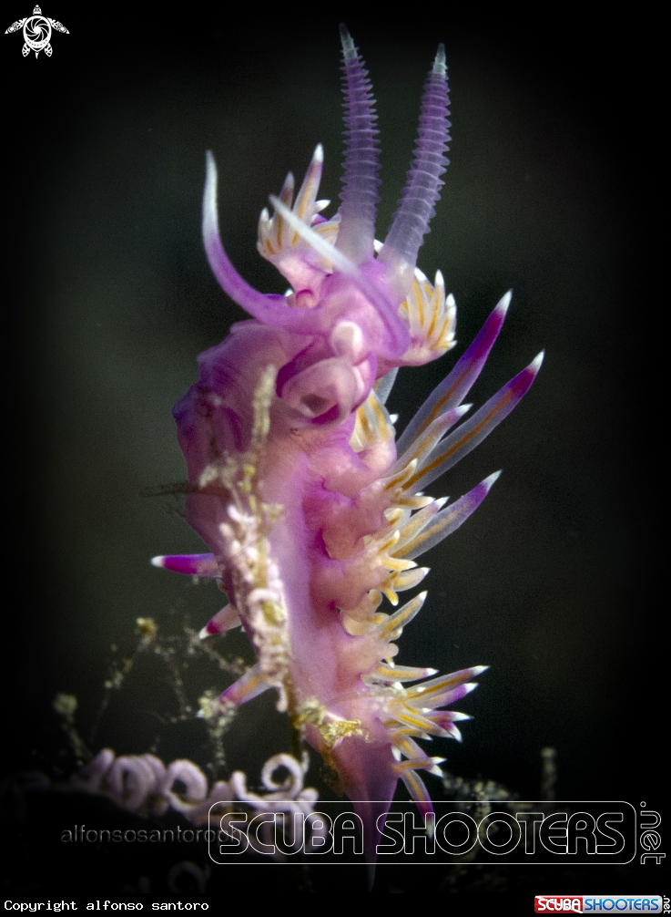 A flabellina