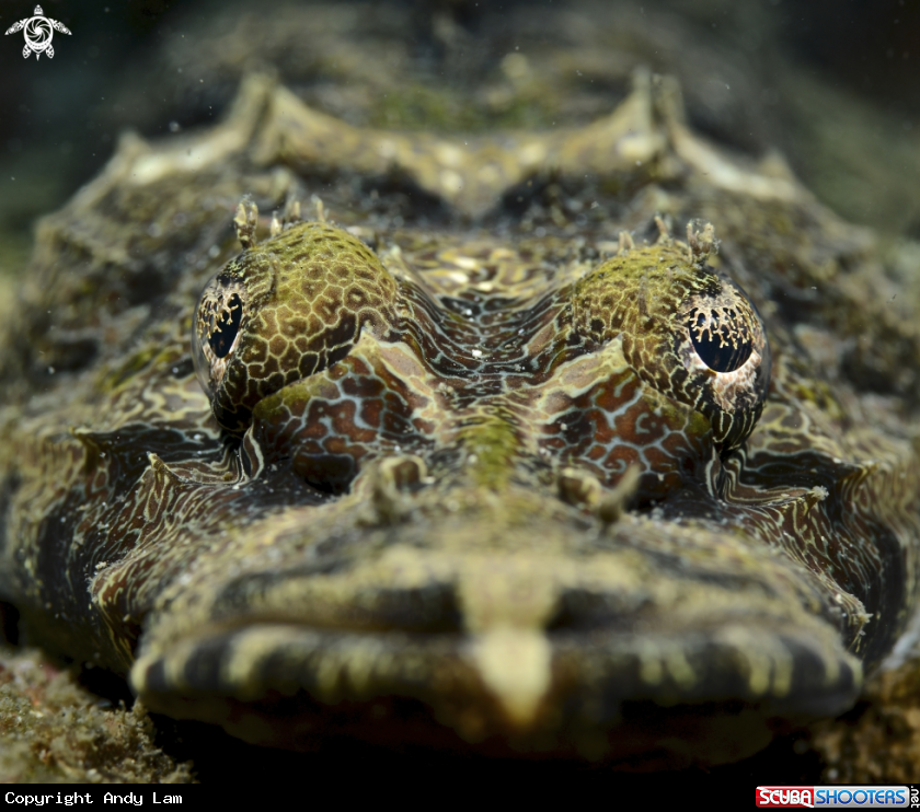 A underwater creature