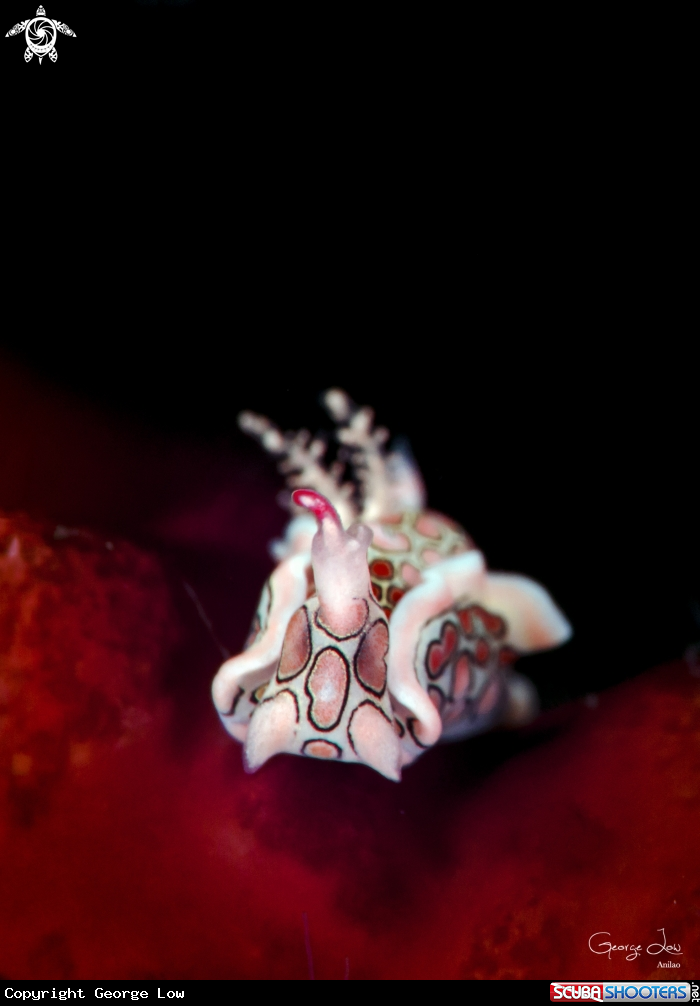 A Batwing Slug
