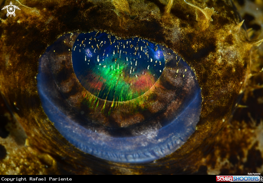 A Ojo