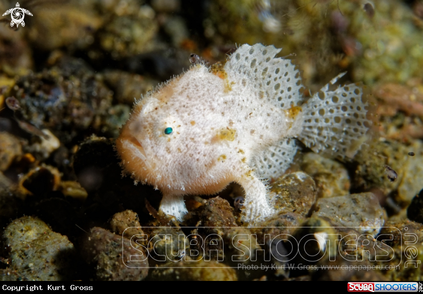 A Frog Fish