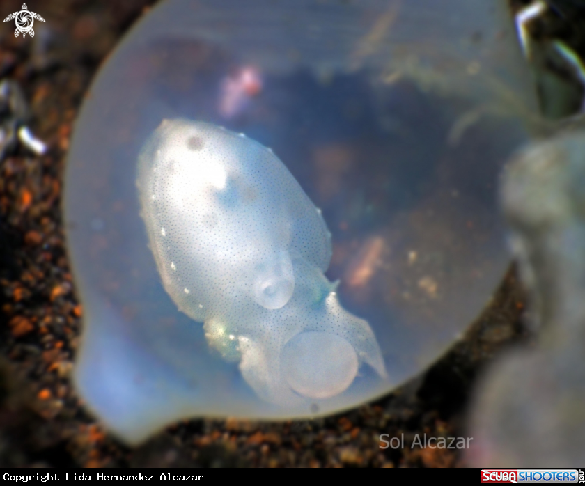 A cuttlefish