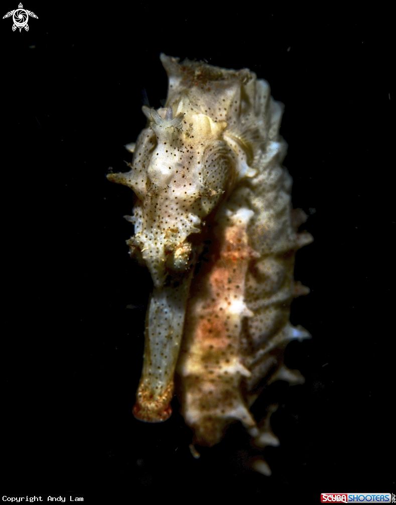 A underwater creature