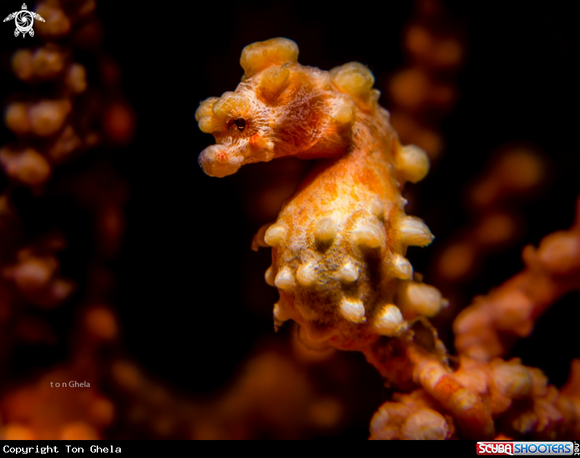 A Pygmy Seahorse