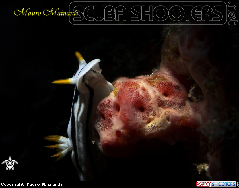 A Nudibranch