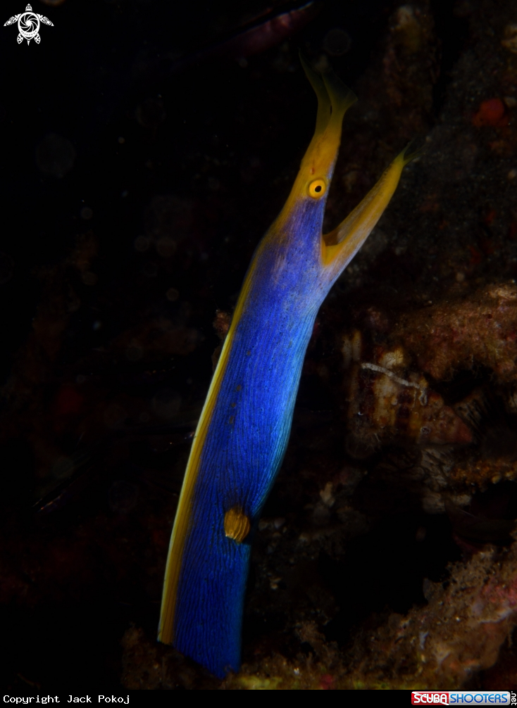 A Blue Ribbon Eel