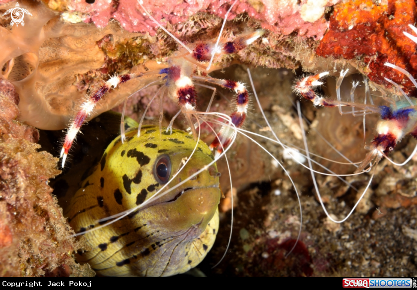 A Fimbriated Moray Eel