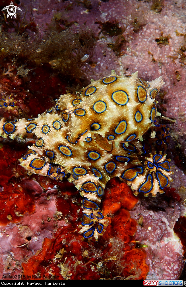 A Pulpo anillos azules 