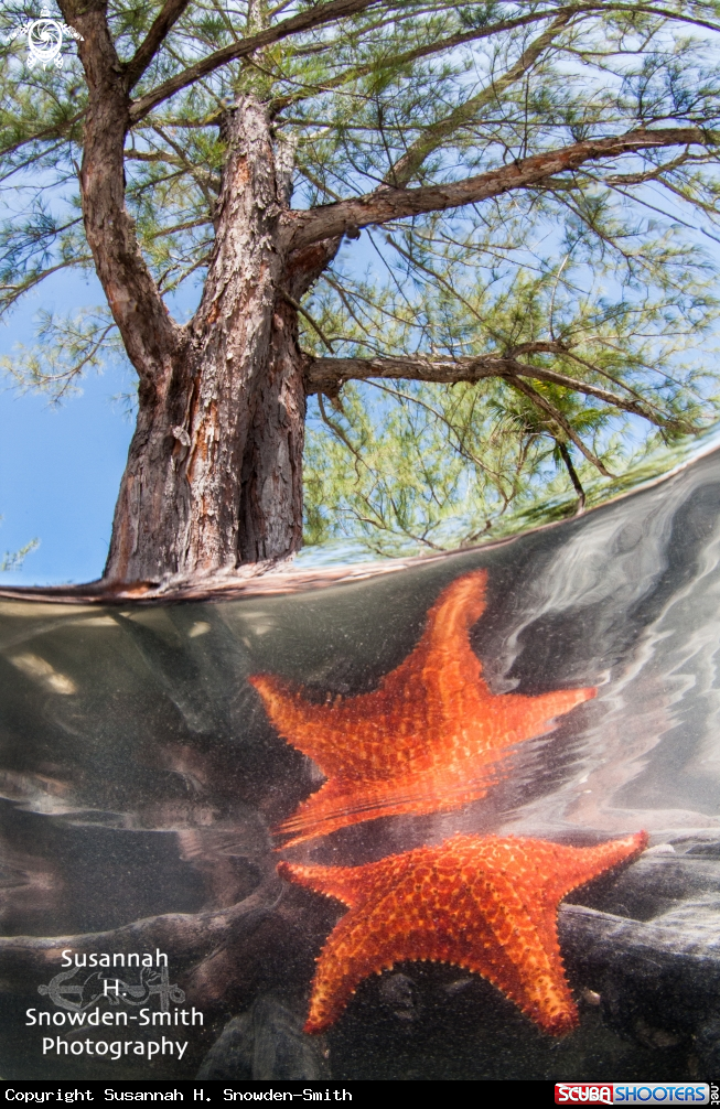 A Starfish