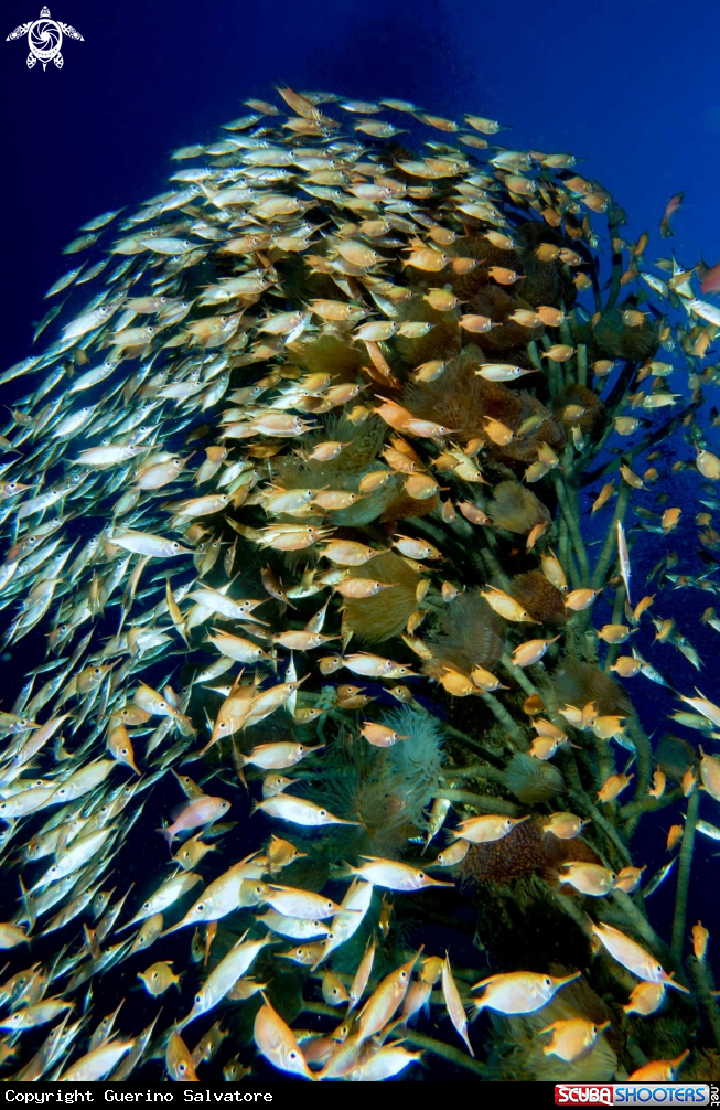 A Macroramphosus scolopax