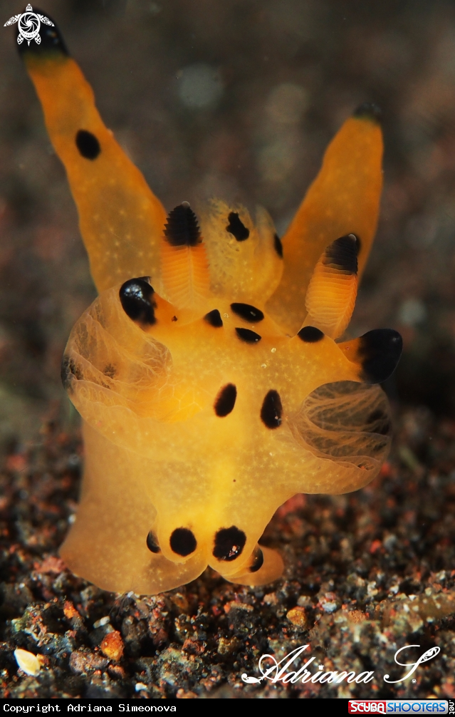 A Nudibranch