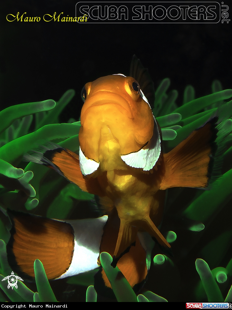 A Clownfish