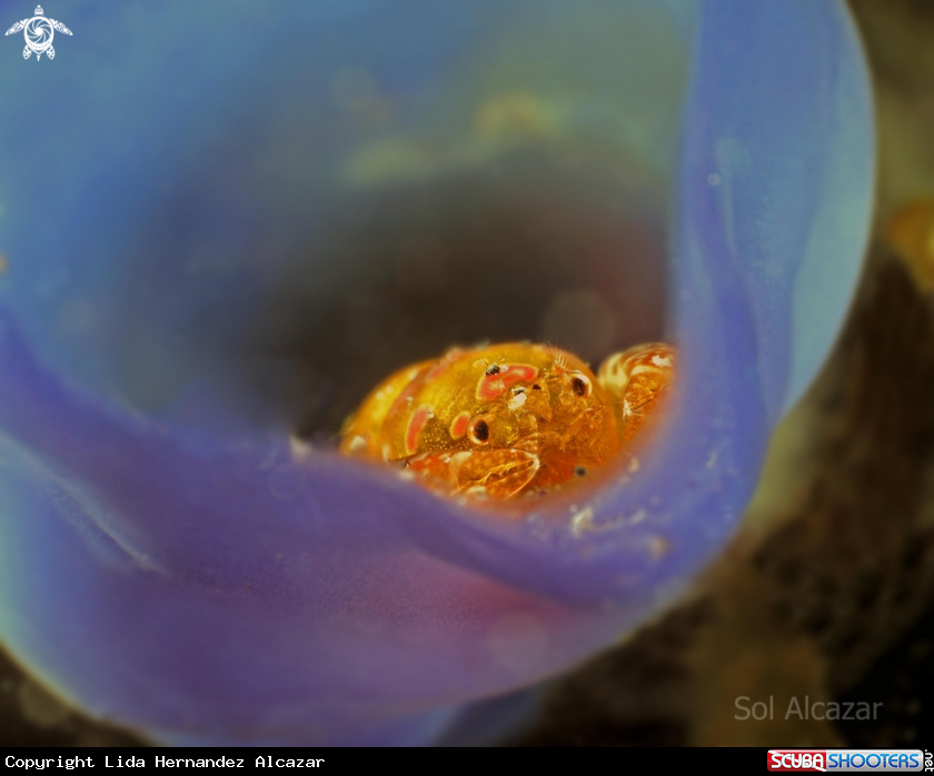 A tunicate shrimp 