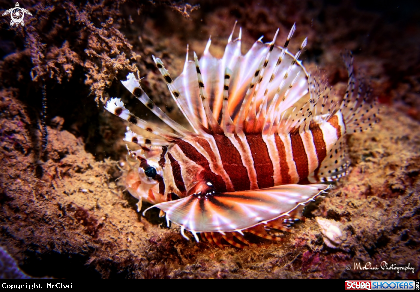 A Lionfish