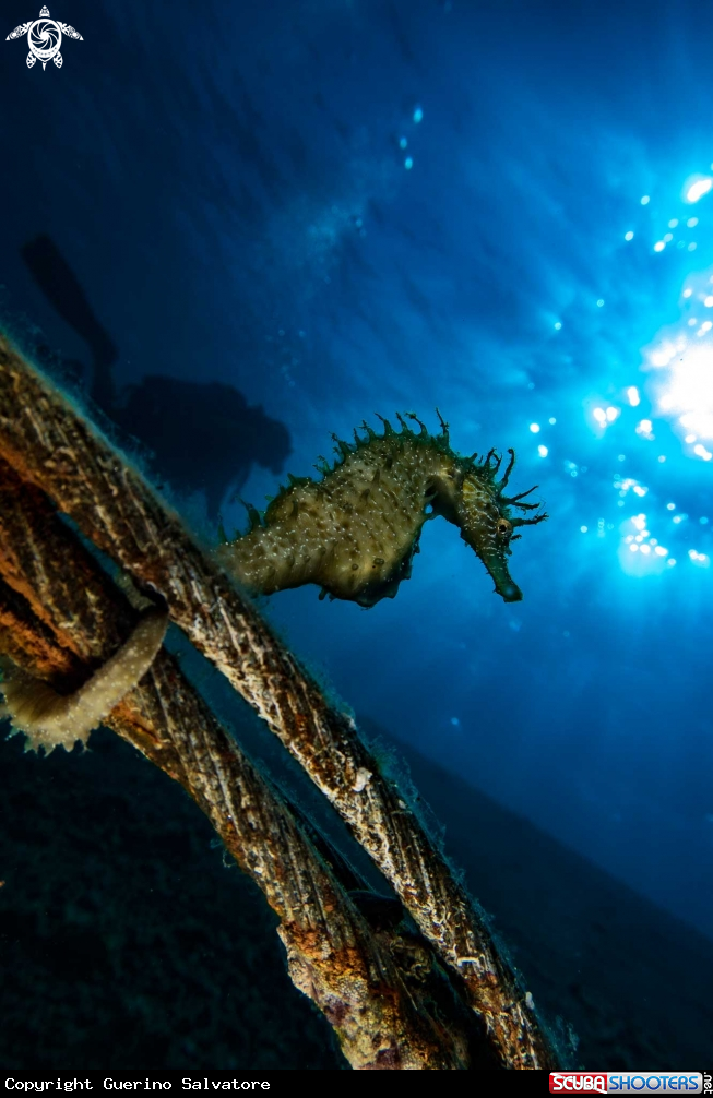 A Hippocampus