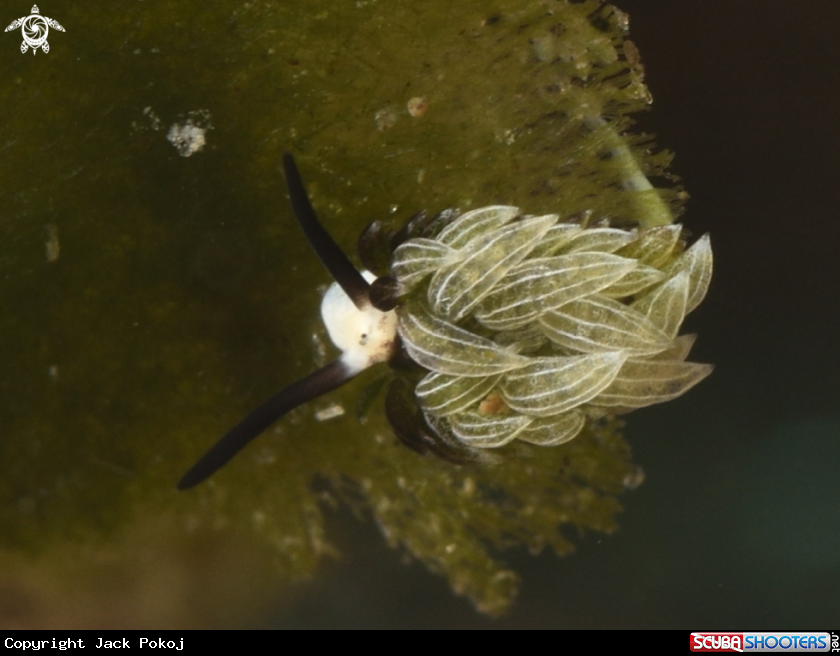 A Sheep Nudi