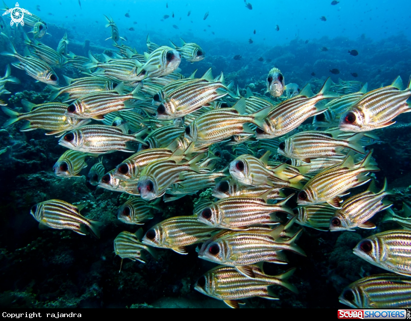 A PURPLE-SPOTTED BIGEYE 