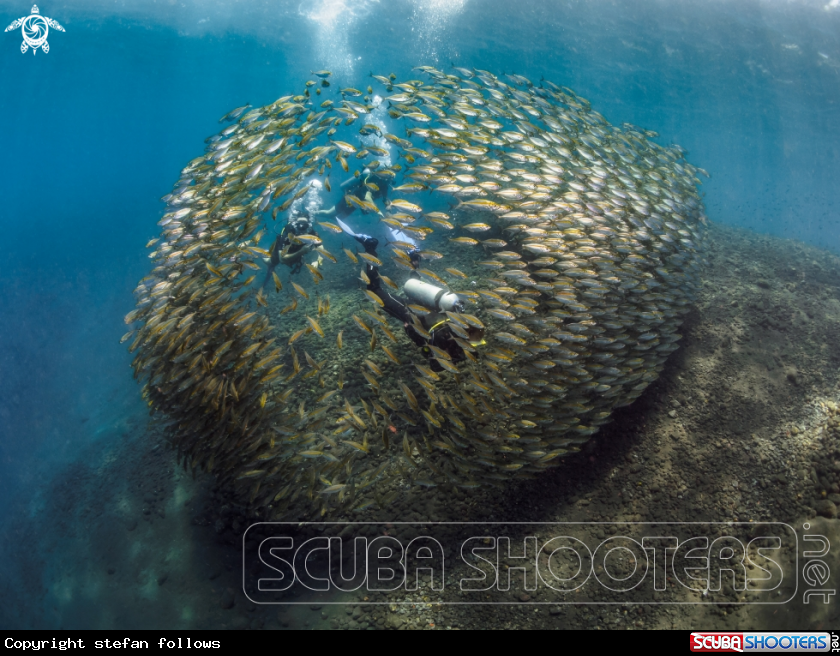 A Oxeye Scad