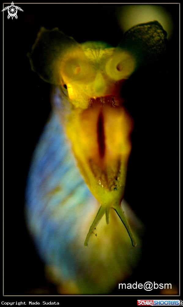 A RIBBON EEL