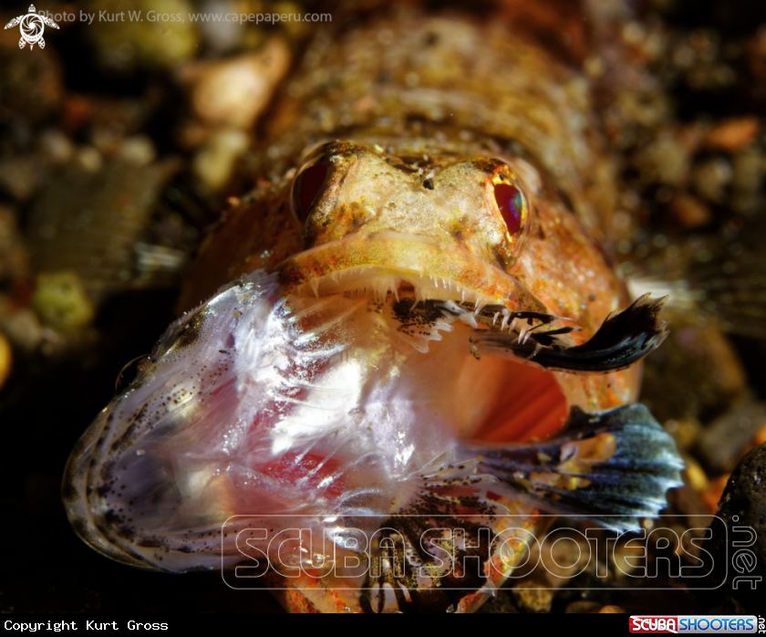 A Lizard fish hunting