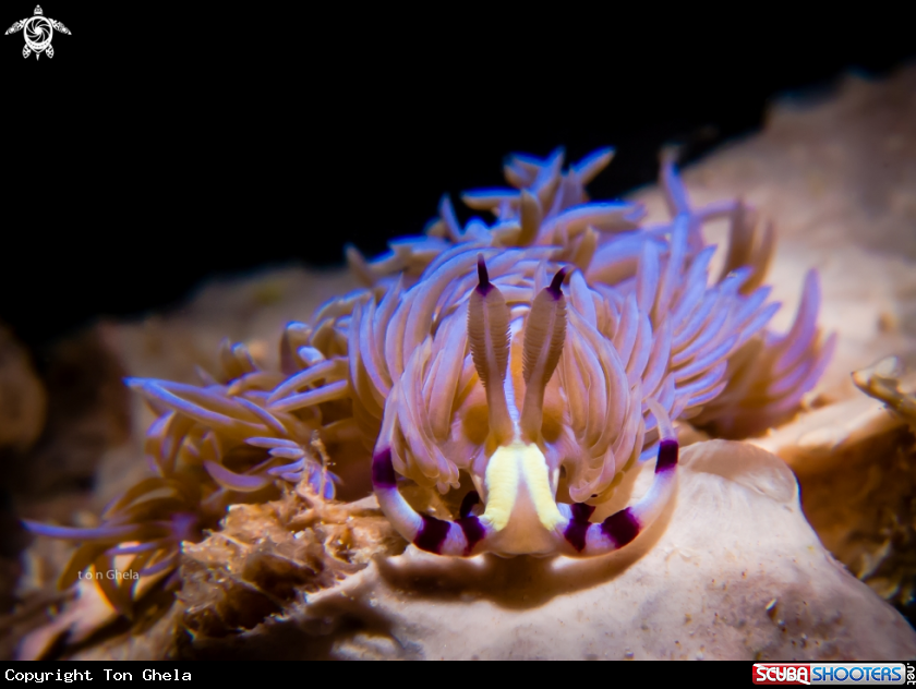 A Nudibranch