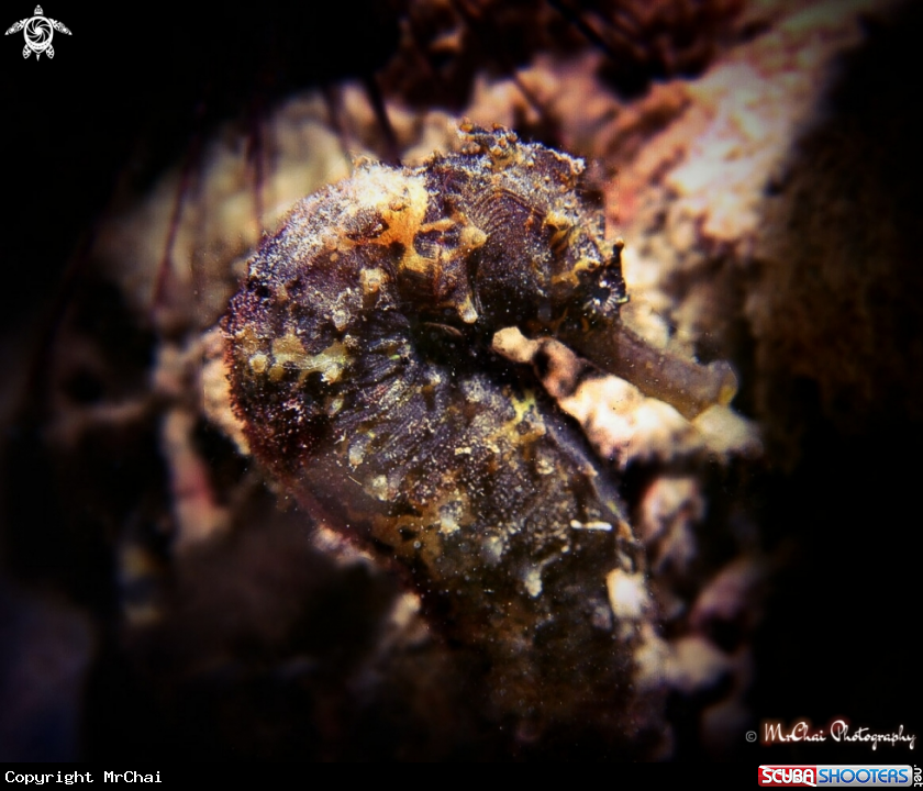 A Longsout Seahorse