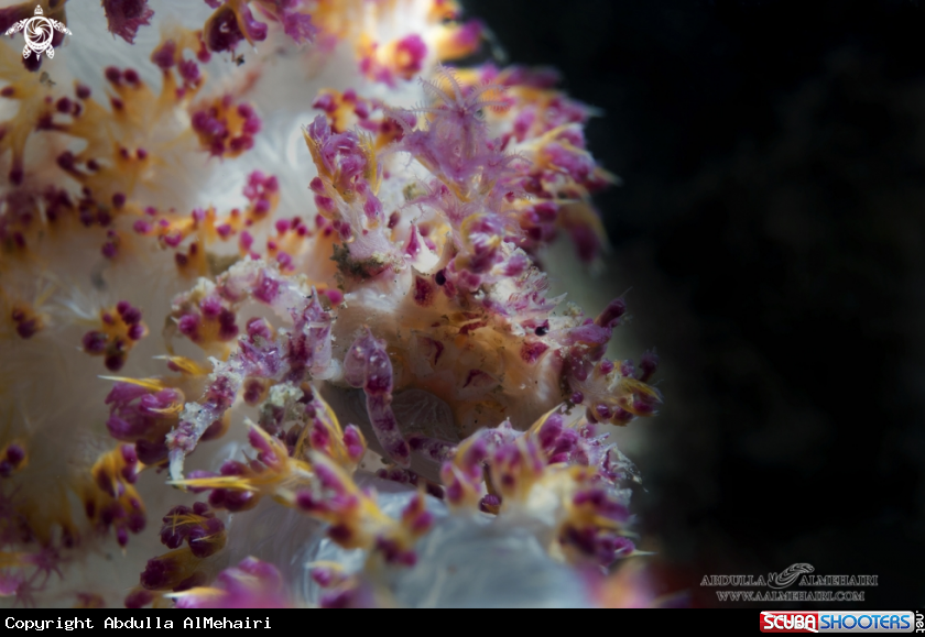 A soft coral crab