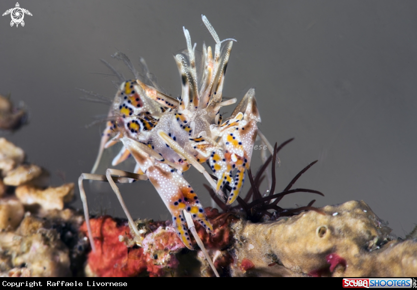 A Tiger shrimp