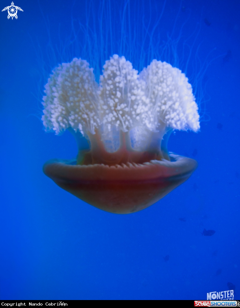 A Jellyfish 