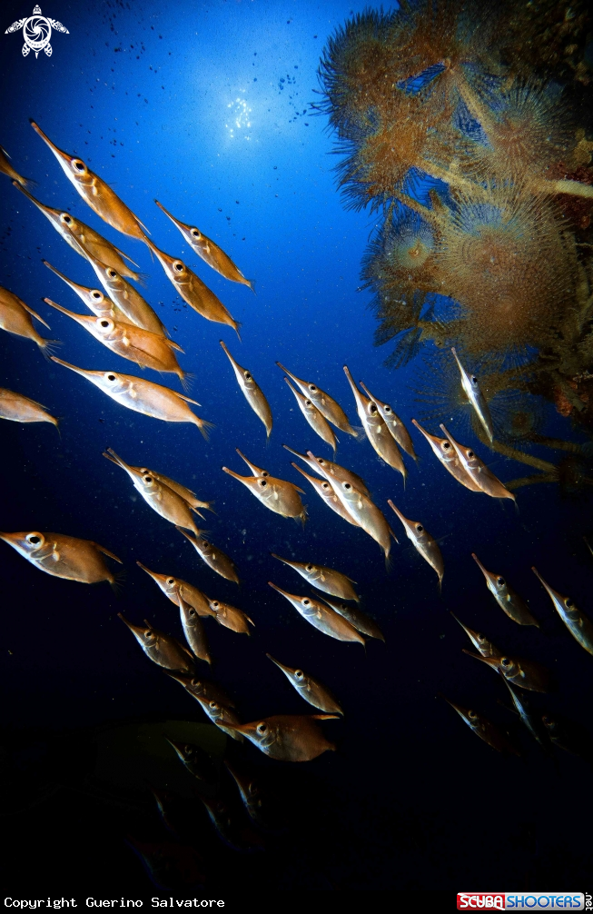 A Macroramphosus scolopax